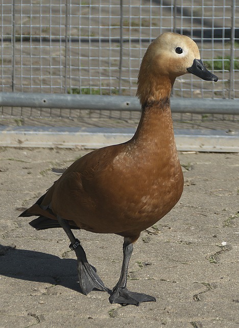 他在圣安东